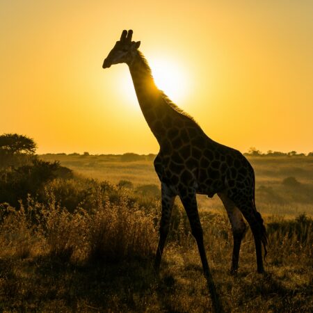 ULTIMATE AFRICA 2027