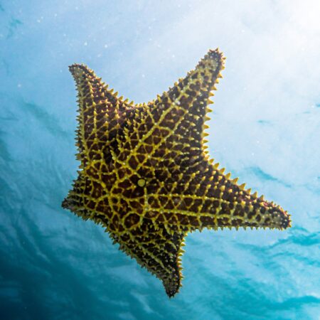 SOUTHERN CARIBBEAN CRUISE 2027